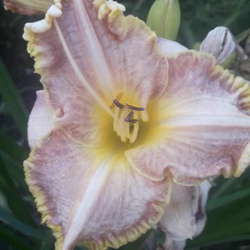 Our Giant Daylily