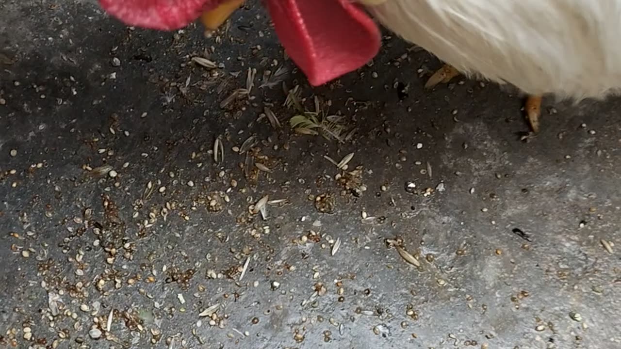 morning of chickens