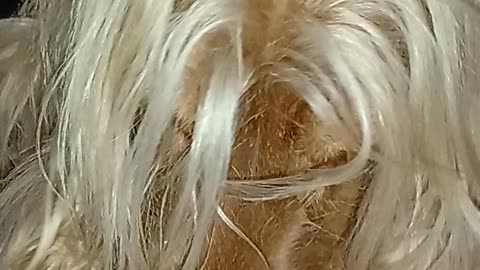 Goldendog2022