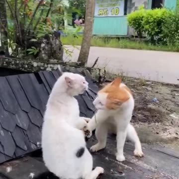 Tow Cat Fight Funny video