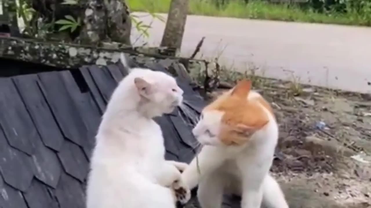 Tow Cat Fight Funny video