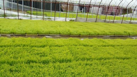 Preparing Rice Seedlings in Japan