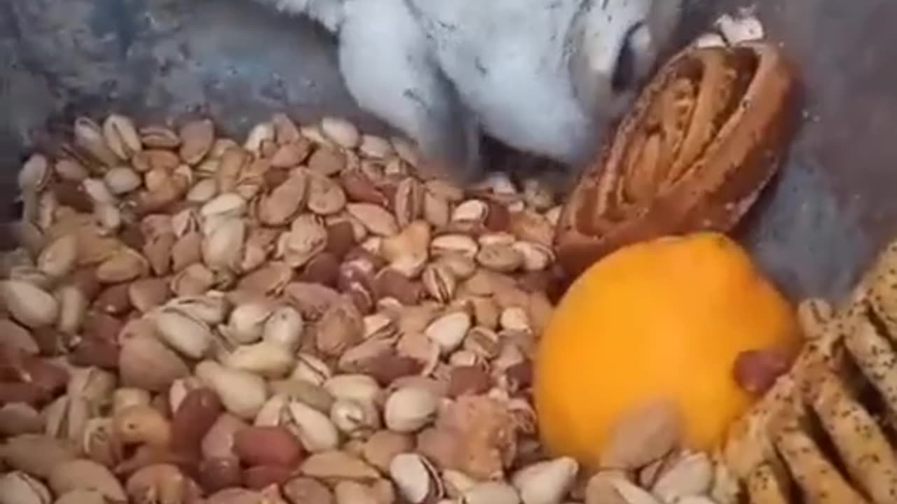 Donkey Funny