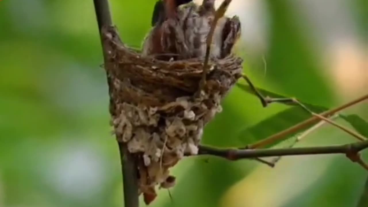 Beautiful Bird 🕊️