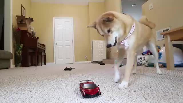 DOG ATTACKS R.C CAR!