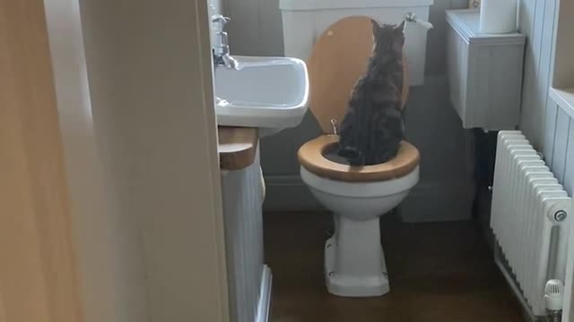 This family realized their cat used the toilet - and I am shook 😂 🐱