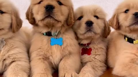 These lovely cute dogs