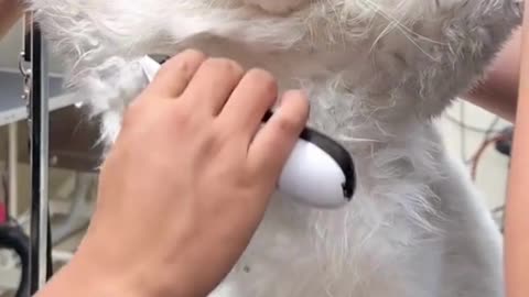 Cute And Funny Cats 😍😍😅😅 #viral #shorts #reels #cat #cats #pets #catsshare