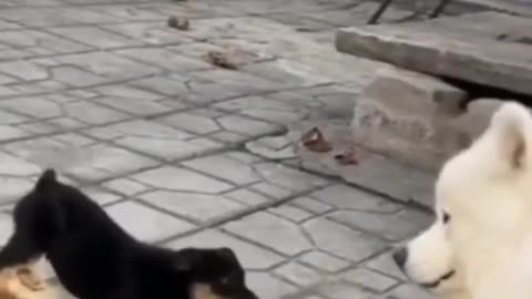 Funny Cat videos 🤣🤣🤣🤣