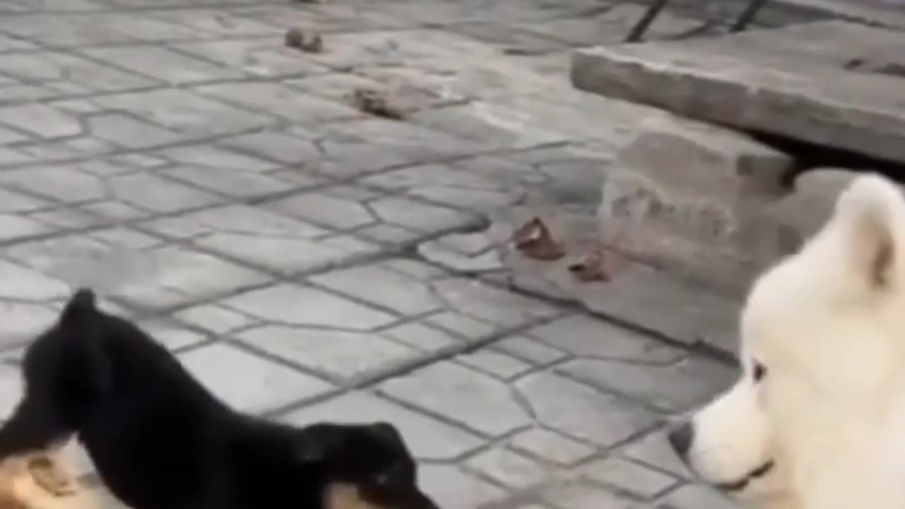 Funny Cat videos 🤣🤣🤣🤣