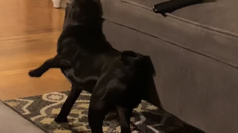 Kitty Plays Rough with Pug