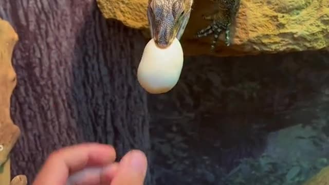 He made the biggest mess with that egg