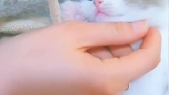 When do you go home with such a kitten