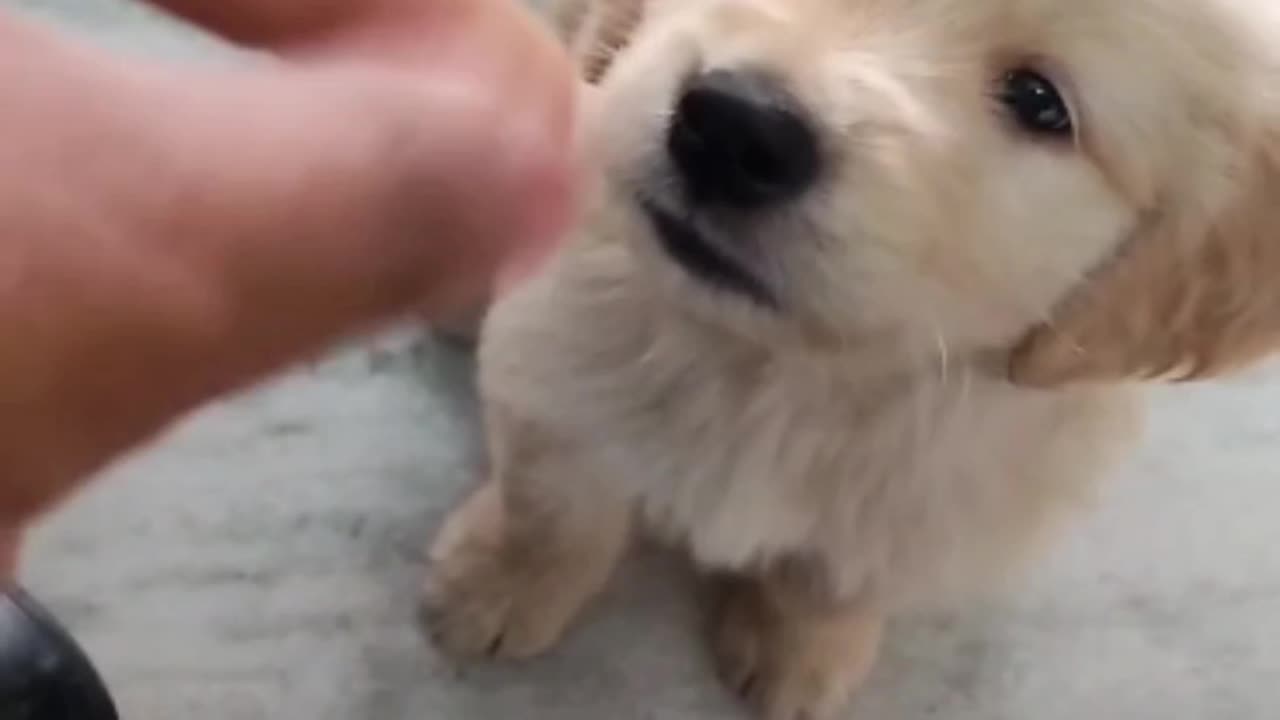 Cute dog playing with owner