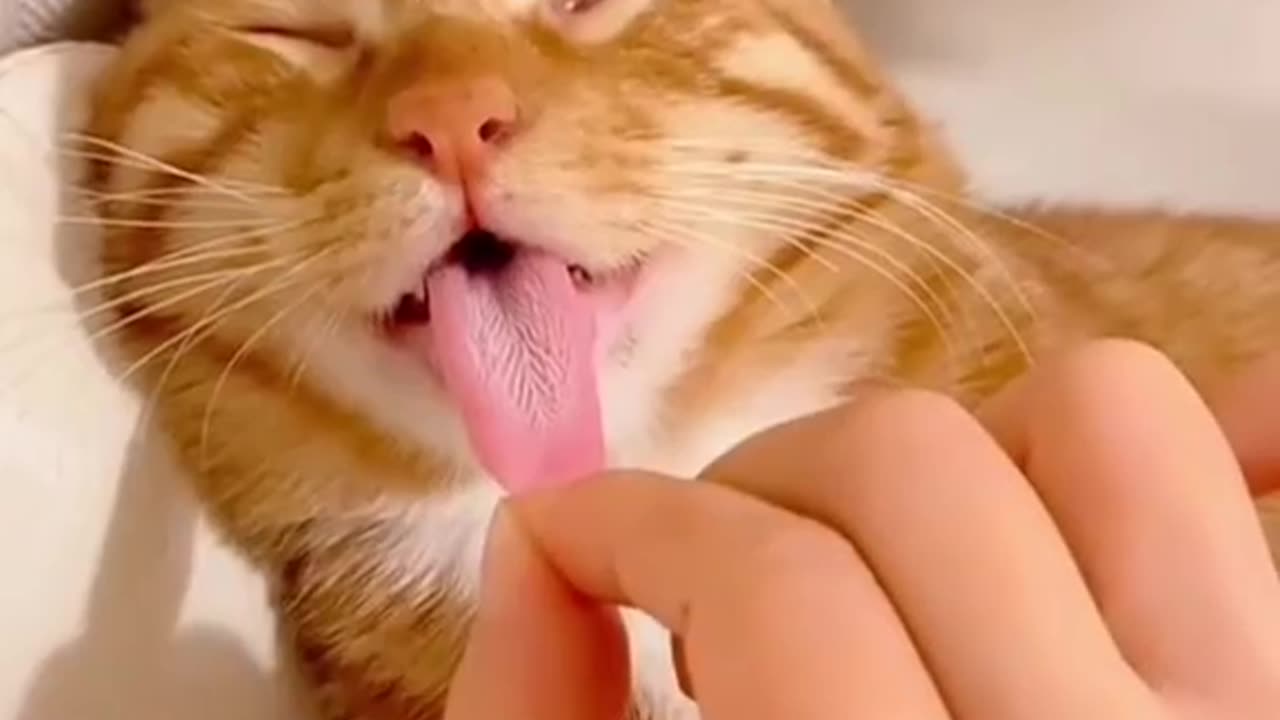 "Tongue-Tastic: Exploring the Length of My Cat's Adorable Tongue!"