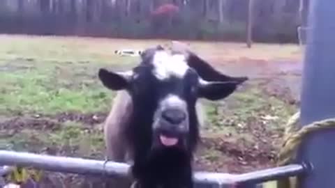 This Goat is not afraid to say his opinion:P