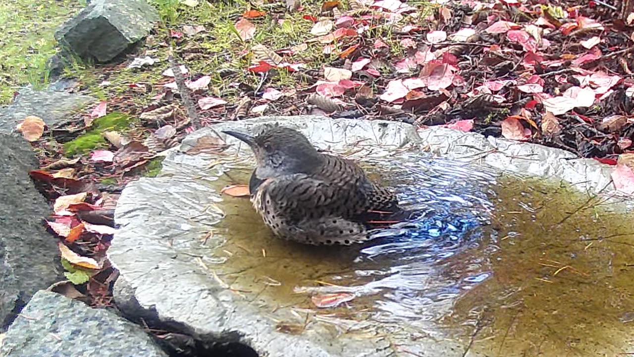 Northern Flicker in the Birdbath featuring Bash Out by Paul Clifford