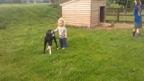 newborn miniature shetland foal gets friendly with young children!