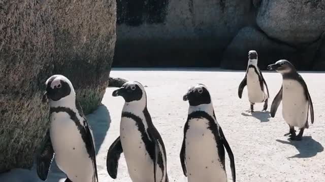 African Penguins - The Most Adorable Penguin Species