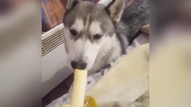 Husky and BANANA