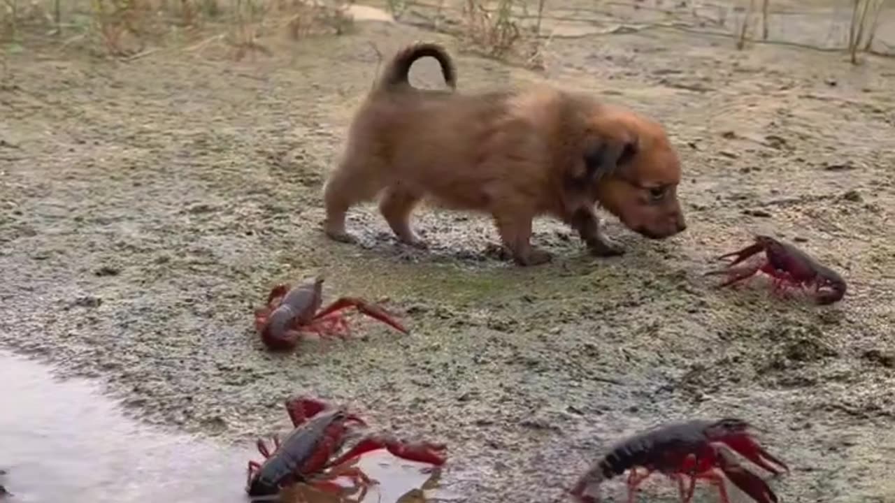 Dog playing time