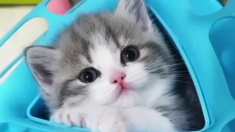 cute cat