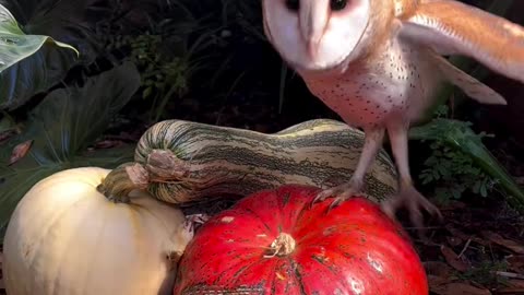 Incoming! Dobby, a non-releasable barn owl, is investigating his new pumpkins this morning! 🦉🍂