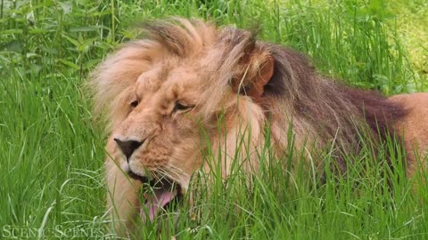 Big Cats 4K - Spectacular Scenes of Big Cats In Wild Nature | Scenic Relaxation Film