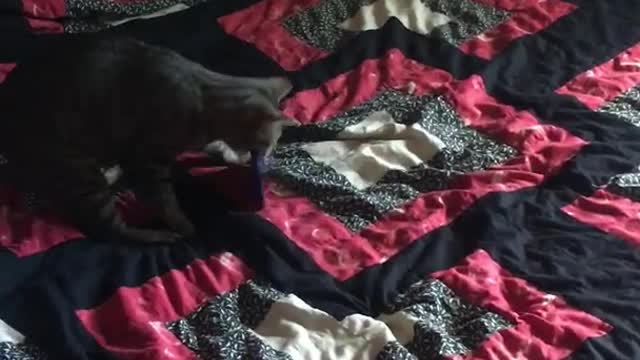 Cat Tries to Answer Ringing Phone and Drops it on the Floor