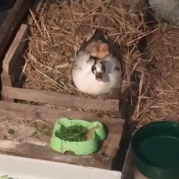 Call duck mom and baby