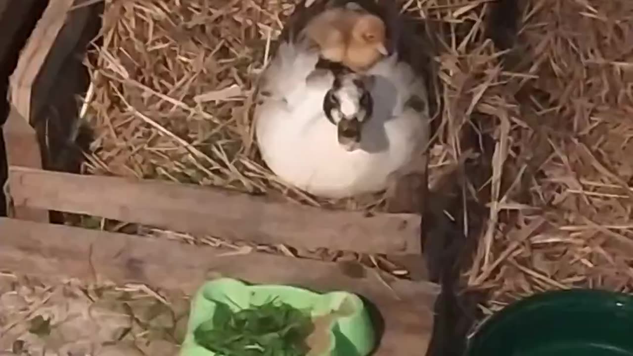 Call duck mom and baby