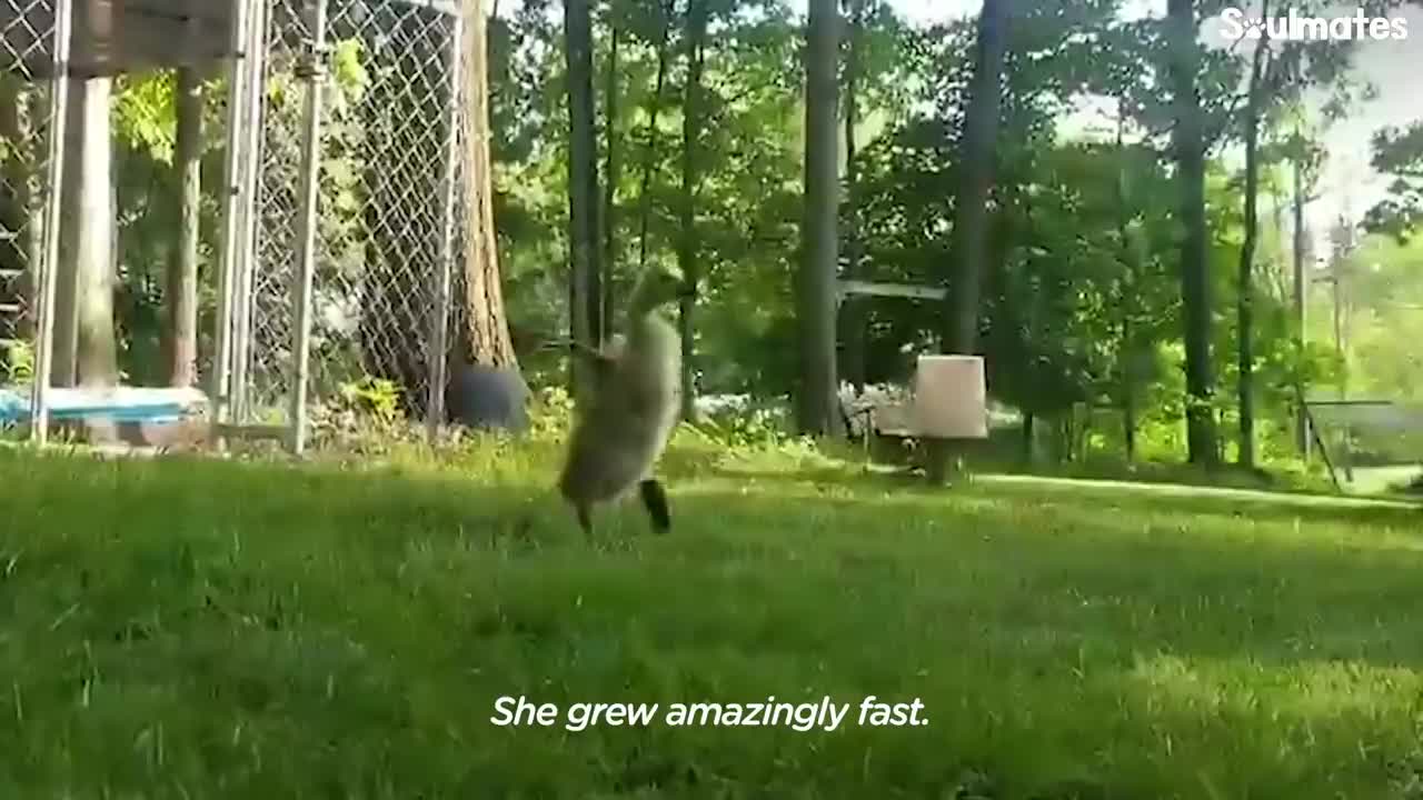 Guy Teaches His Rescued Gosling How To Fly | The Dodo Soulmates