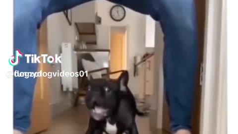 Dogo Betrayal