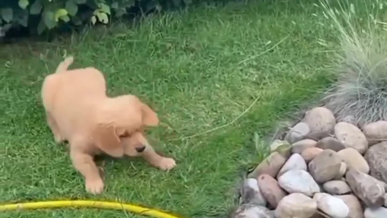 Nice video or so cute dog