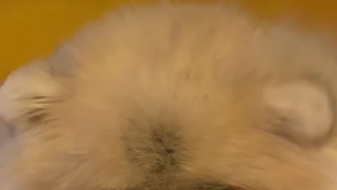 Cute dog 🐶