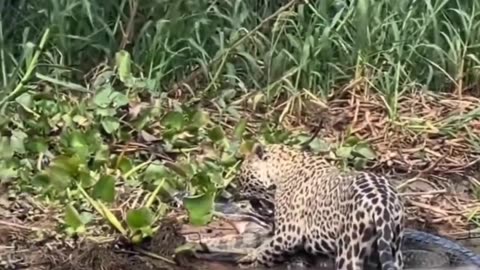 Jaguar On The Hunt #shorts #shortvideo #video #virals #videoviral