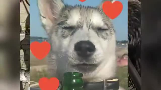 The first dog love...