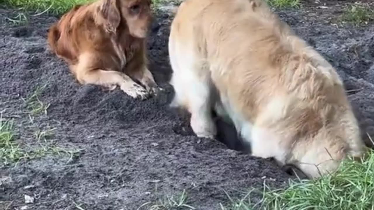 funny animal phần 45