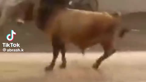 Cow 🐮🐮 attack of old man