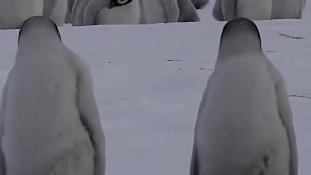 Funny beautiful cute penguin