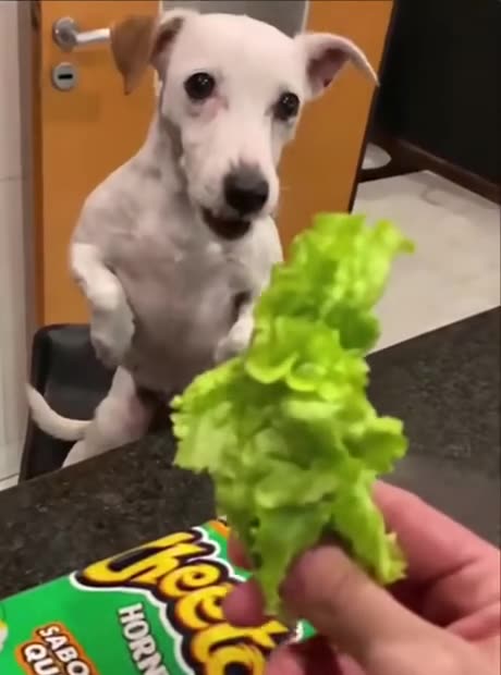 Me and the diet 😂