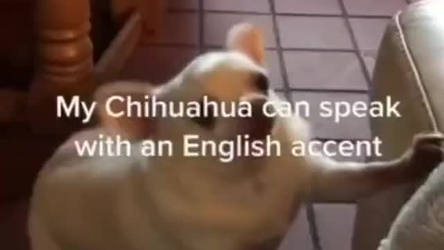 Dogsog dog
