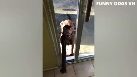 Funniest Animals Video - Funny Dogs And Cats - Try Not To Laugh Animals 2023