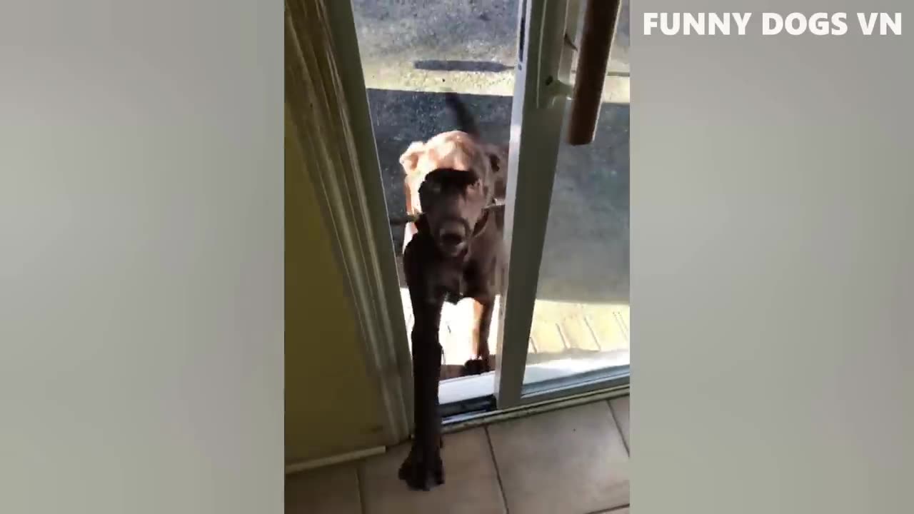 Funniest Animals Video - Funny Dogs And Cats - Try Not To Laugh Animals 2023