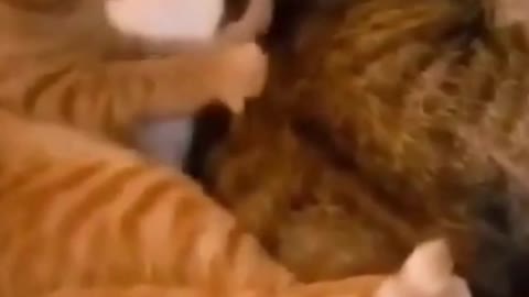 Funny Video! Cat Gives Back Massage to Another Cat #shorts