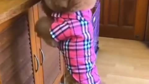 Funny Dog pretends to be human what happens next is shocking