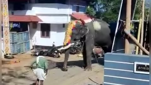 elephant attack in human city