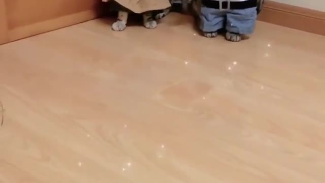 Two cute kittens