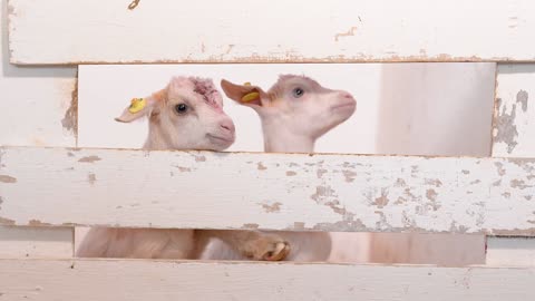 two little white kids look out over the farm fence. goat farm. raising small kids. large livestock