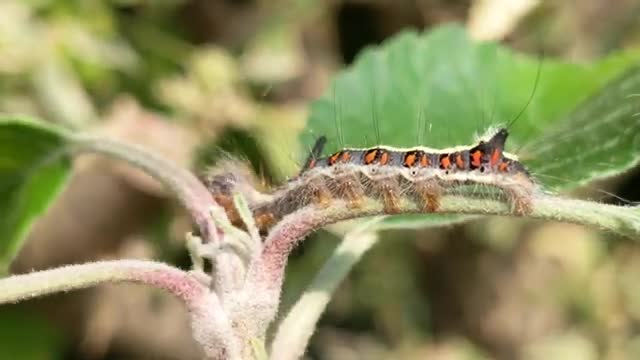 Garden Caterpillars, August 2020 🐛